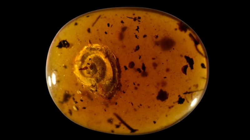 Hairy snail sunk in amber